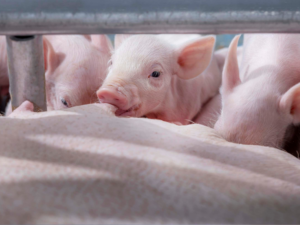 Zeug met biggen in een goed verlichte kraamstal