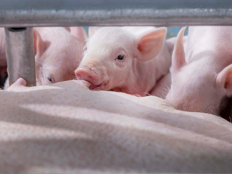 Zeug met biggen in een goed verlichte kraamstal